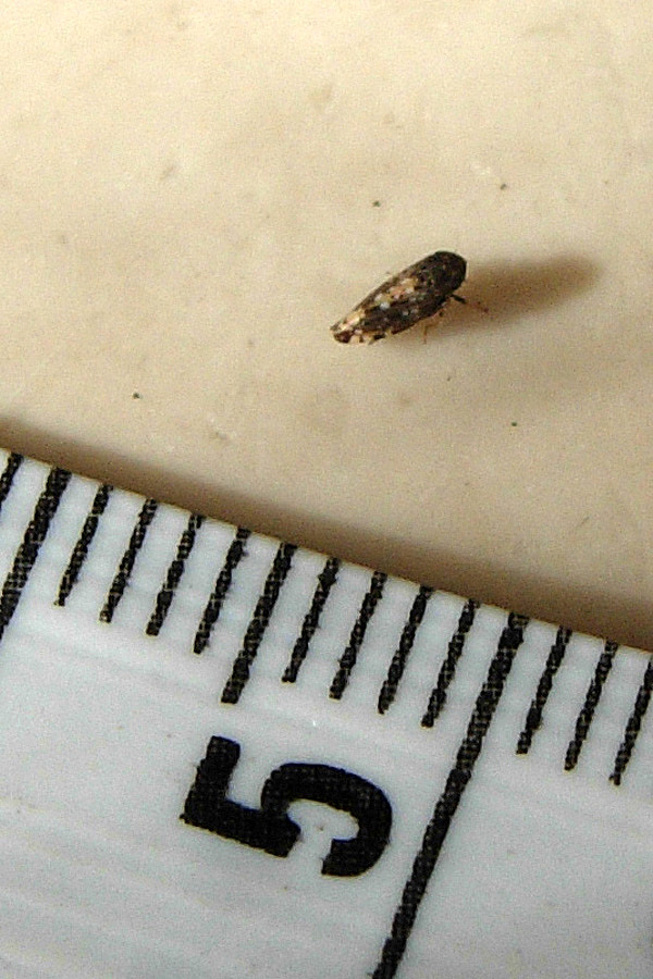 Homoptera minimo...Neoaliturus cfr. fenestratus